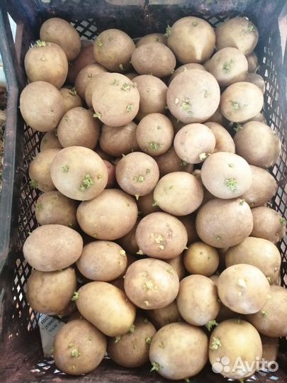Продам картофель домашний