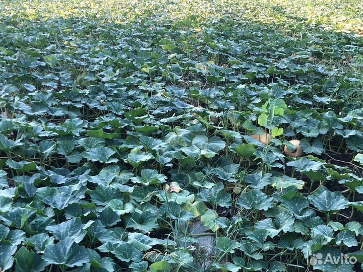 Тыква матильда