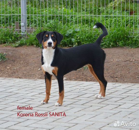 Энтлебухеры ищут дом