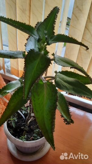 Каланхоэ лечебное