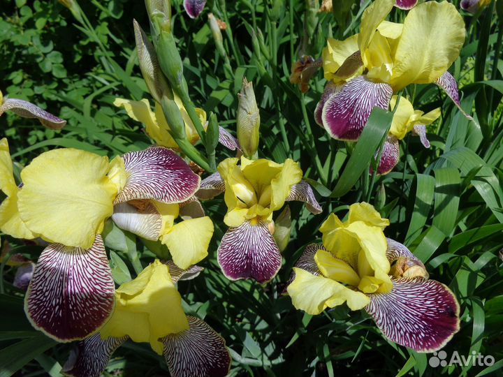 Ирисы желтые