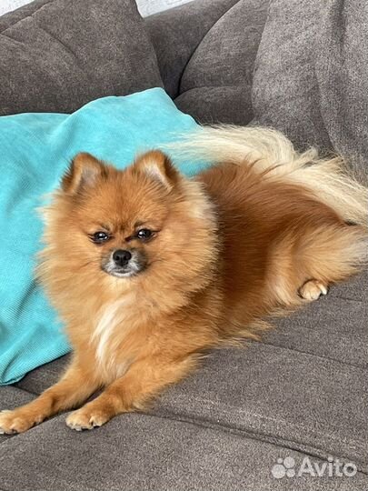 Померанский шпиц вязка