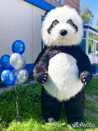 Поздравление Белый бурый мишка панда, ростовые