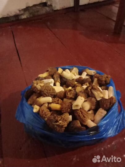 Грибы свежие сморчки