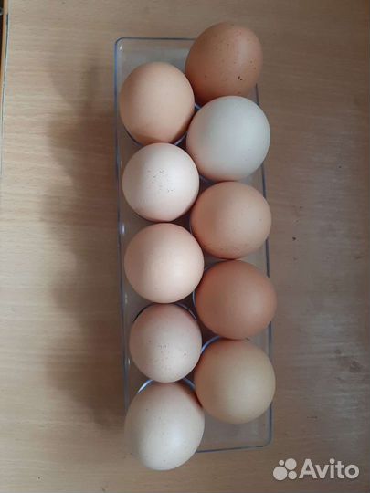 Домашние куриные яйца