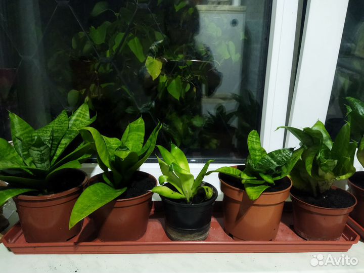 Сансевиерия ханни цветок в горшке