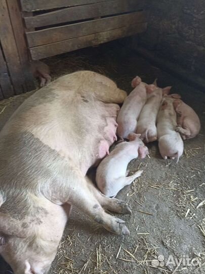 Поросята мясной породы