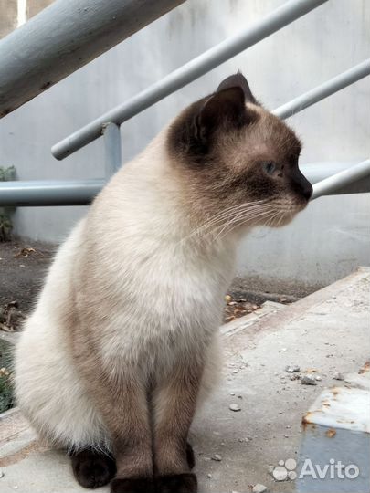 Сиамский кот бесплатно
