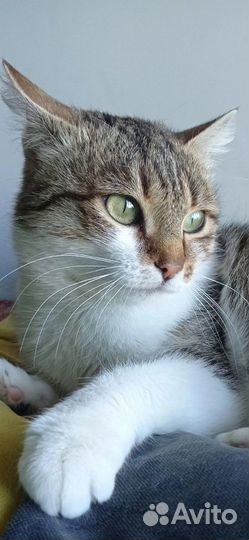 Шая в добрые руки