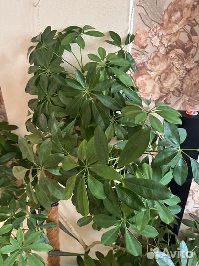 Дерево шеффлера (Дерево зонтик)