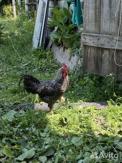 Петух породы Плимутрок