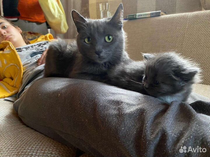 Котята русская голубая