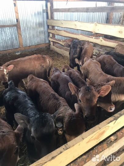 Телята бычки тёлки доставка бесплатная