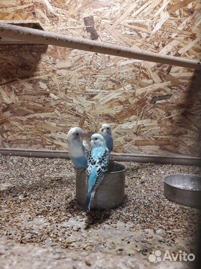 Волнистый попугай