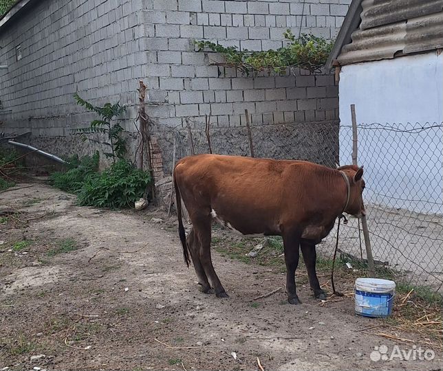 Телка и Барашки с Ягнятами