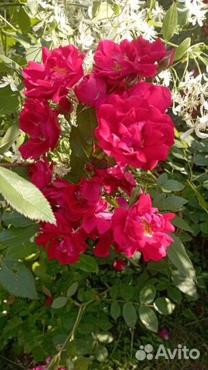 Цветы для сада