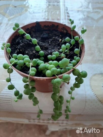 Горошек/Сенецио Роулеанус/ Крестовник Роули