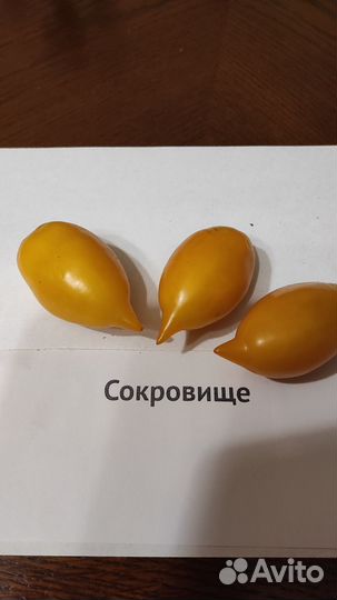 Семена коллекционных томатов