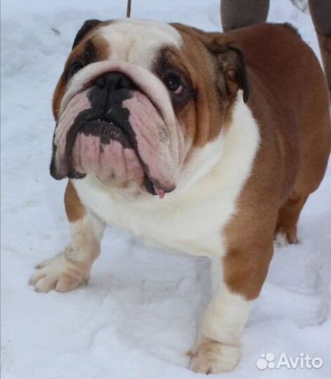 Английский бульдог вязка+щенки от него