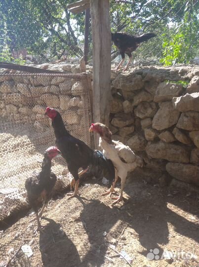 Бойцовая птица