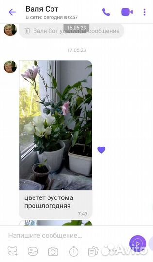 Цветы Эустома