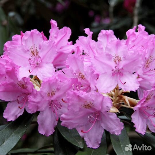 Рододендроны разные виды, семена