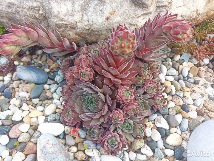 Молодило кровельное (Sempervivum tektorum)