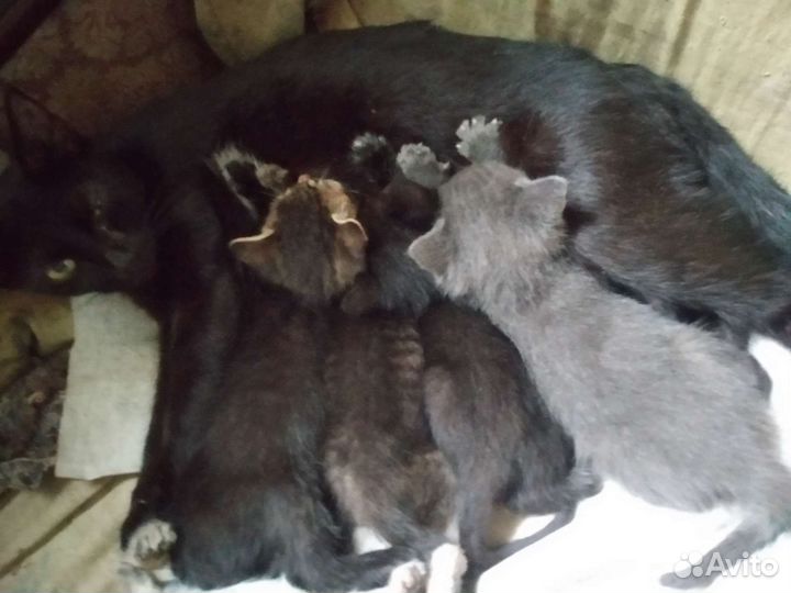 Котята в добрые руки