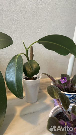 Черенки фикуса эластика (каучуконосного)