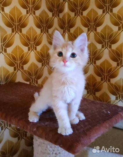 Рыжий котенок ищет дом