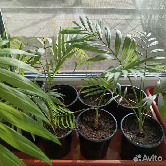 Пальма хамедорея