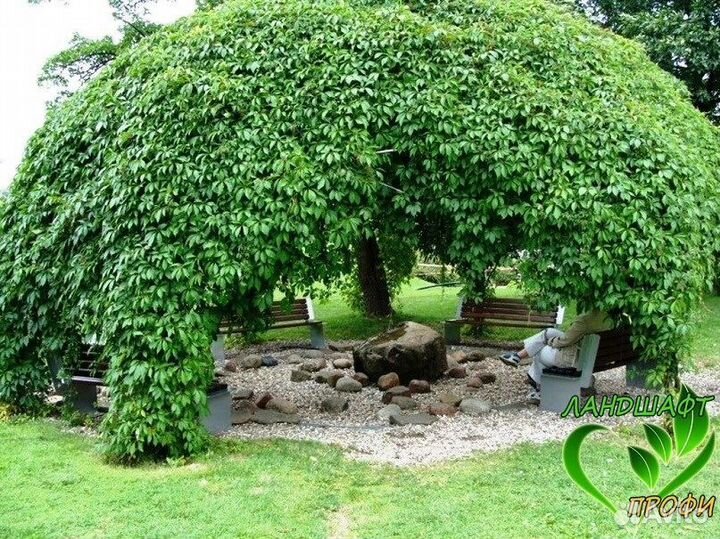 Девичий виноград (саженцы)