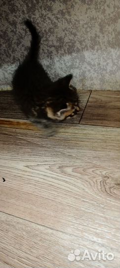 Котята в добрые руки бесплатно