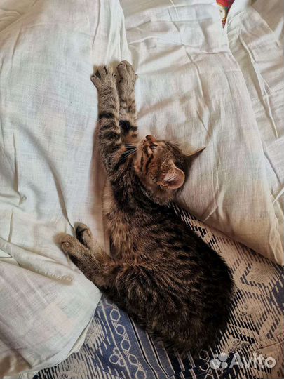 Котенок девочка 2 месяца
