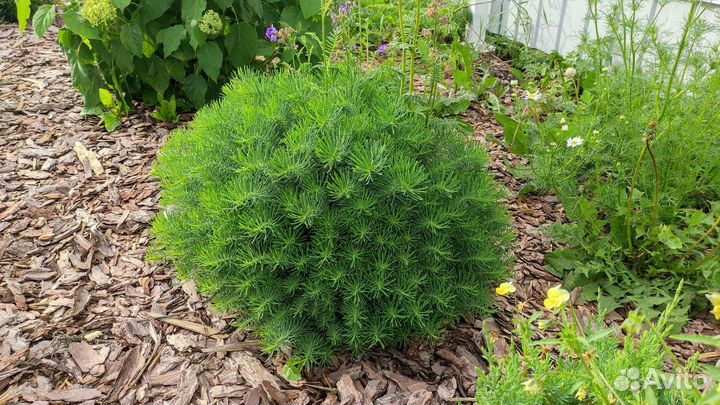 Молочай кипарисовый - эуфорбия, многолетник