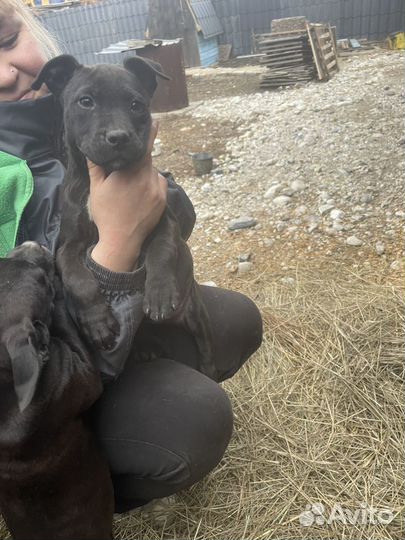 Щенки кубинского питбуля