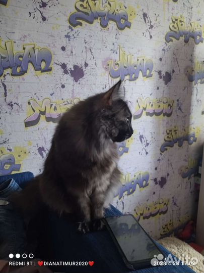 Кошка в дар