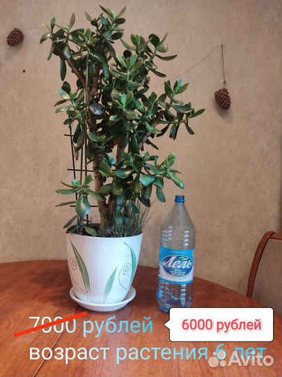 Толстянка или денежное дерево