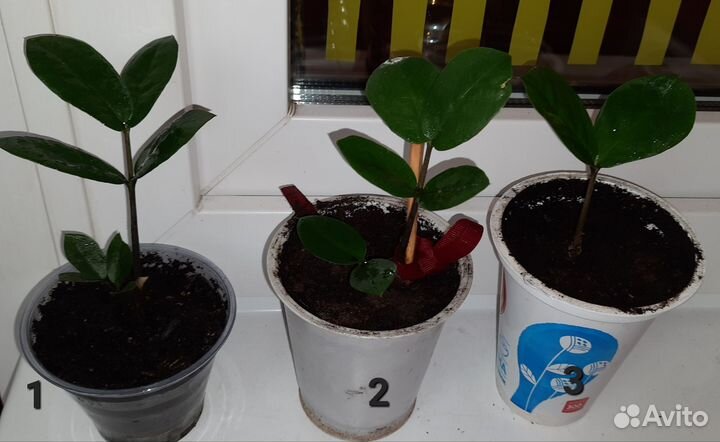 Замиокулькас долларовое дерево