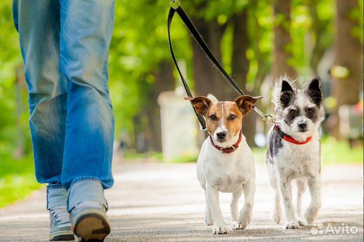 Выгульщик собак