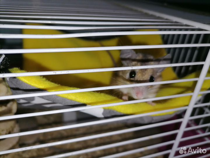 Иглистые мыши