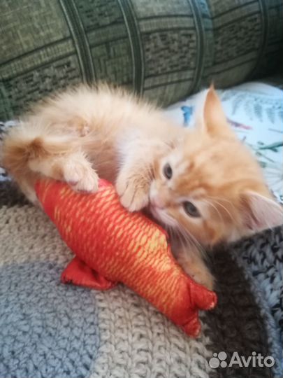 Отдам в добрые руки