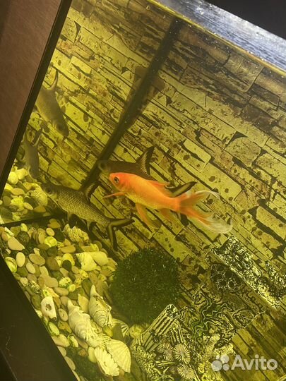 Акулий балу