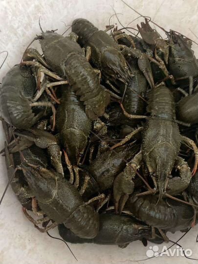 Живые, вареные раки с доставкой