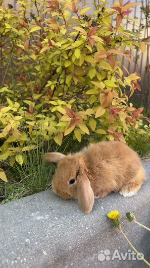 Кролик ручной домашний