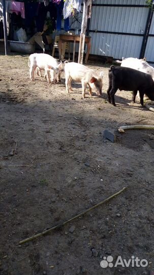 Поросята ландрас