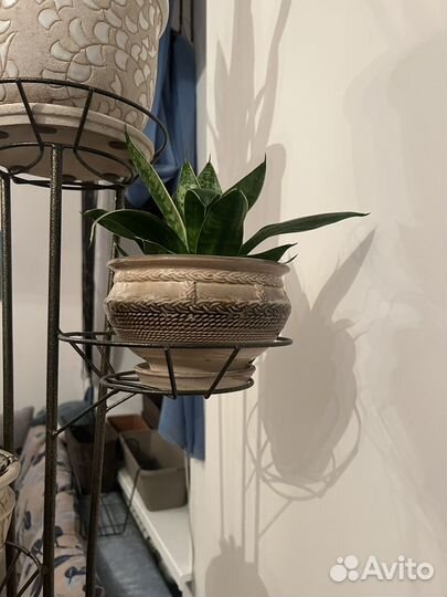 Сенсеверия в горшке