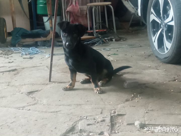 Собака в добрые руки отдам бесплатно
