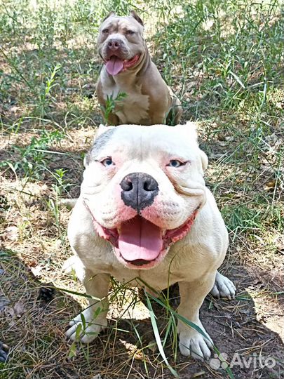 Вязка Американский Булли