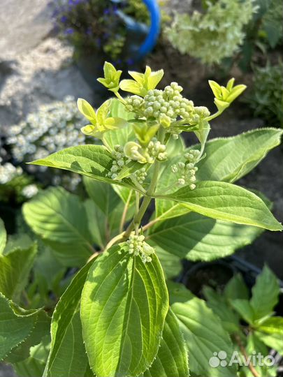 Гортензия грейт страр саженцы